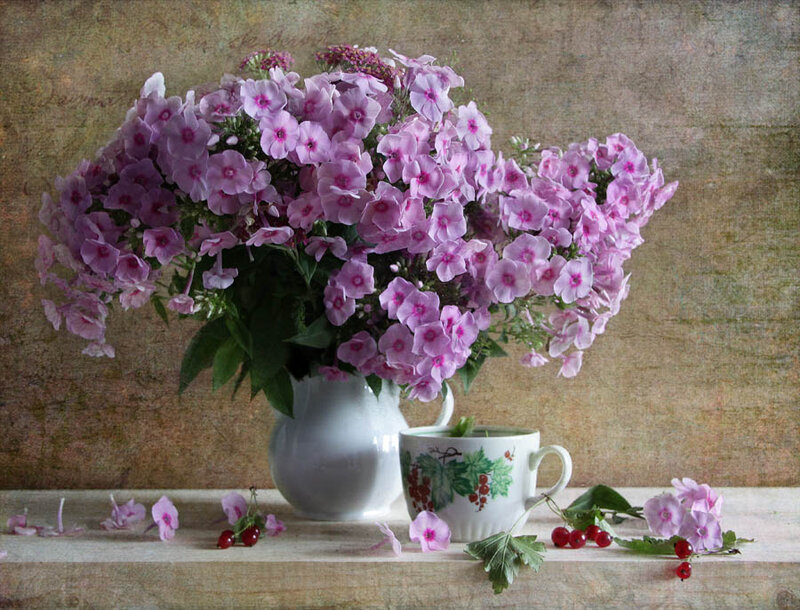 Purple Phlox Flowers — Serene, Photograph