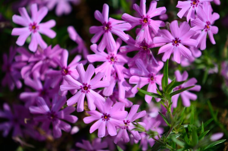 Purple Phlox Flowers — Serene, Spring, Photograph, Green Leaves
