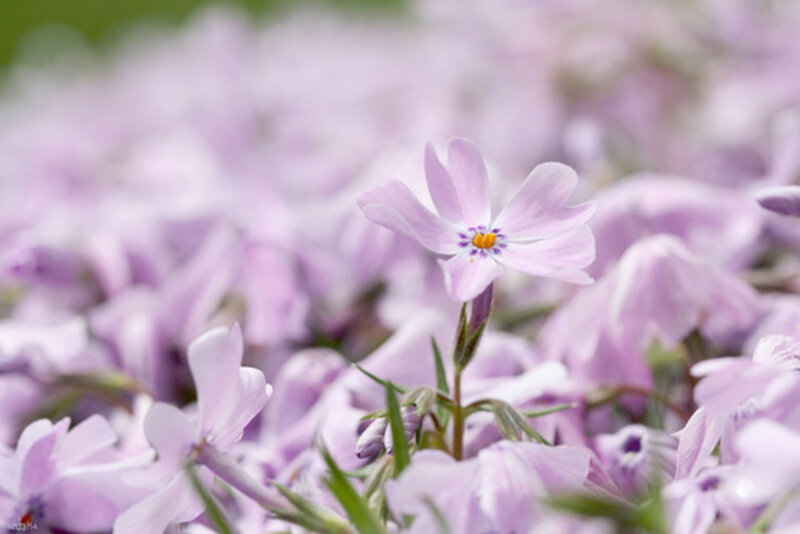 Purple Phlox Flowers — Serene, Spring, Photograph