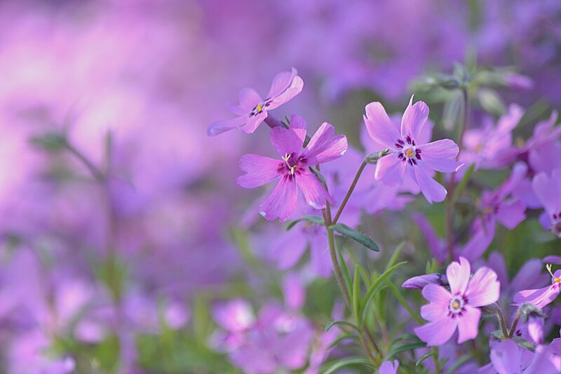 Purple Phlox Flowers — Serene, Spring