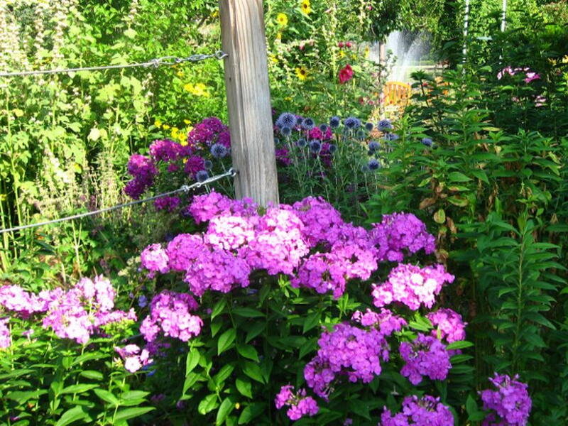Purple Phlox Flowers — Serene, Summer