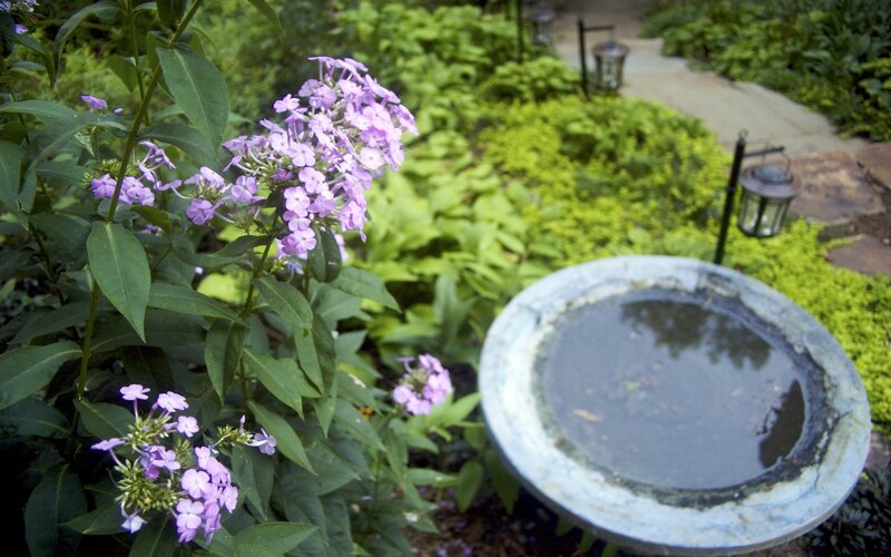 Purple Phlox Flowers — Serene