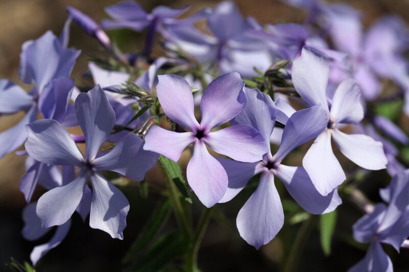 purple phlox flowers