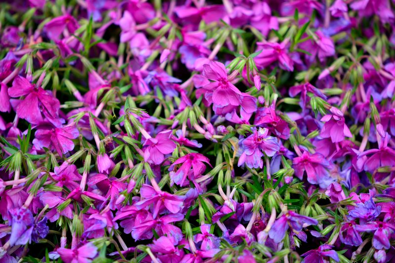 Purple Phlox Flowers — Vibrant, Spring, Photograph