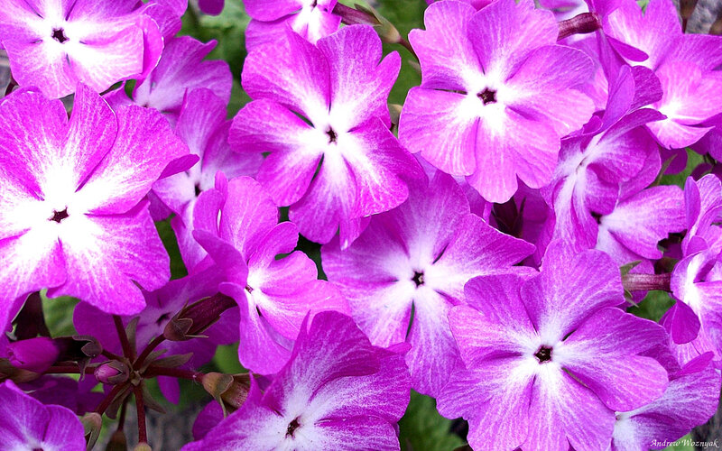 Purple Phlox Flowers — Vibrant, Spring