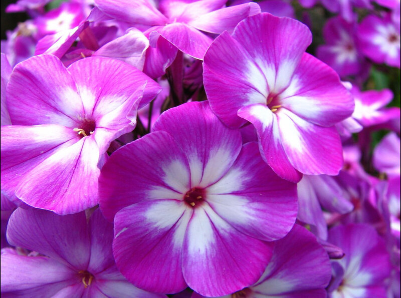 Purple Phlox Flowers — Vibrant