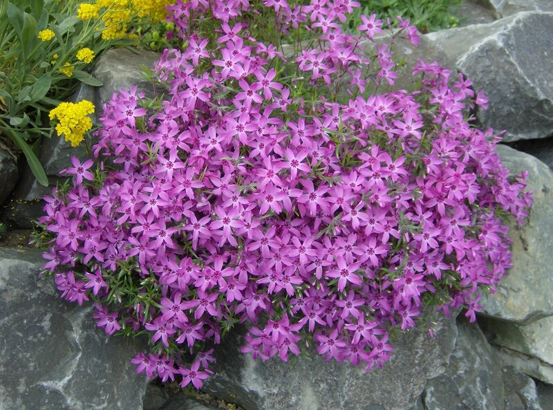 purple phlox in rock garden