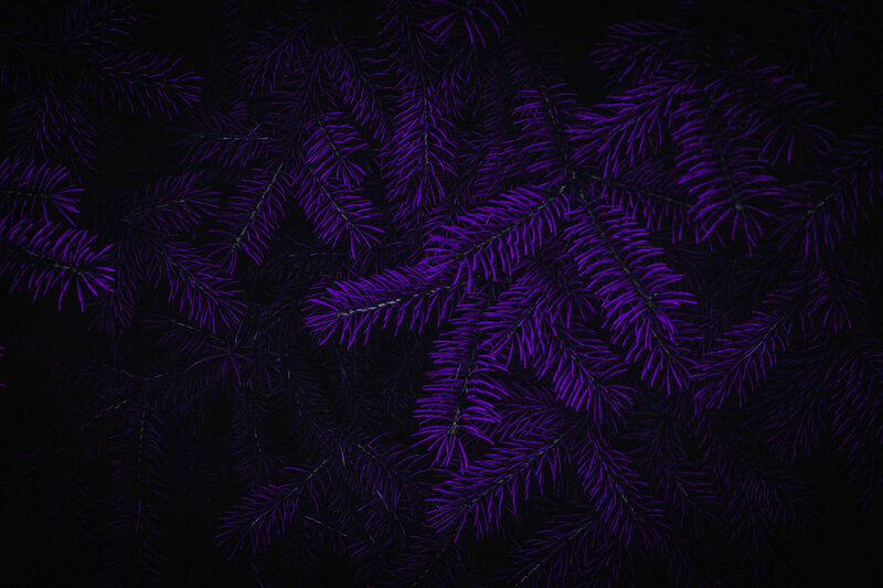 Purple Pine Branches — Dark