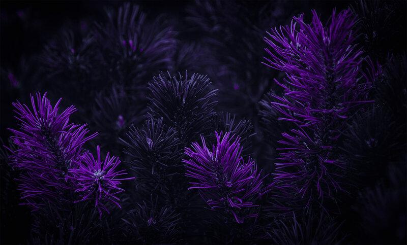 Purple Pine Branches