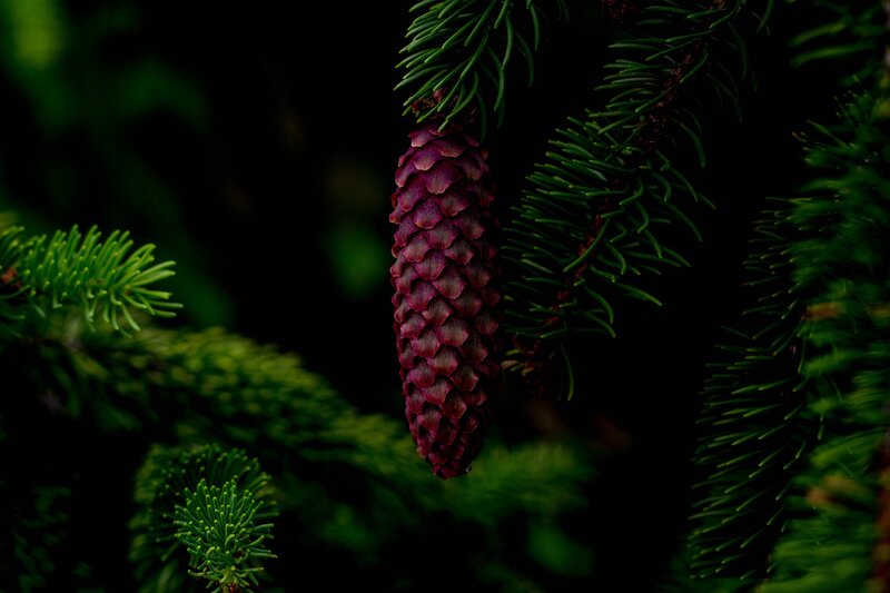Purple pine cone on branch