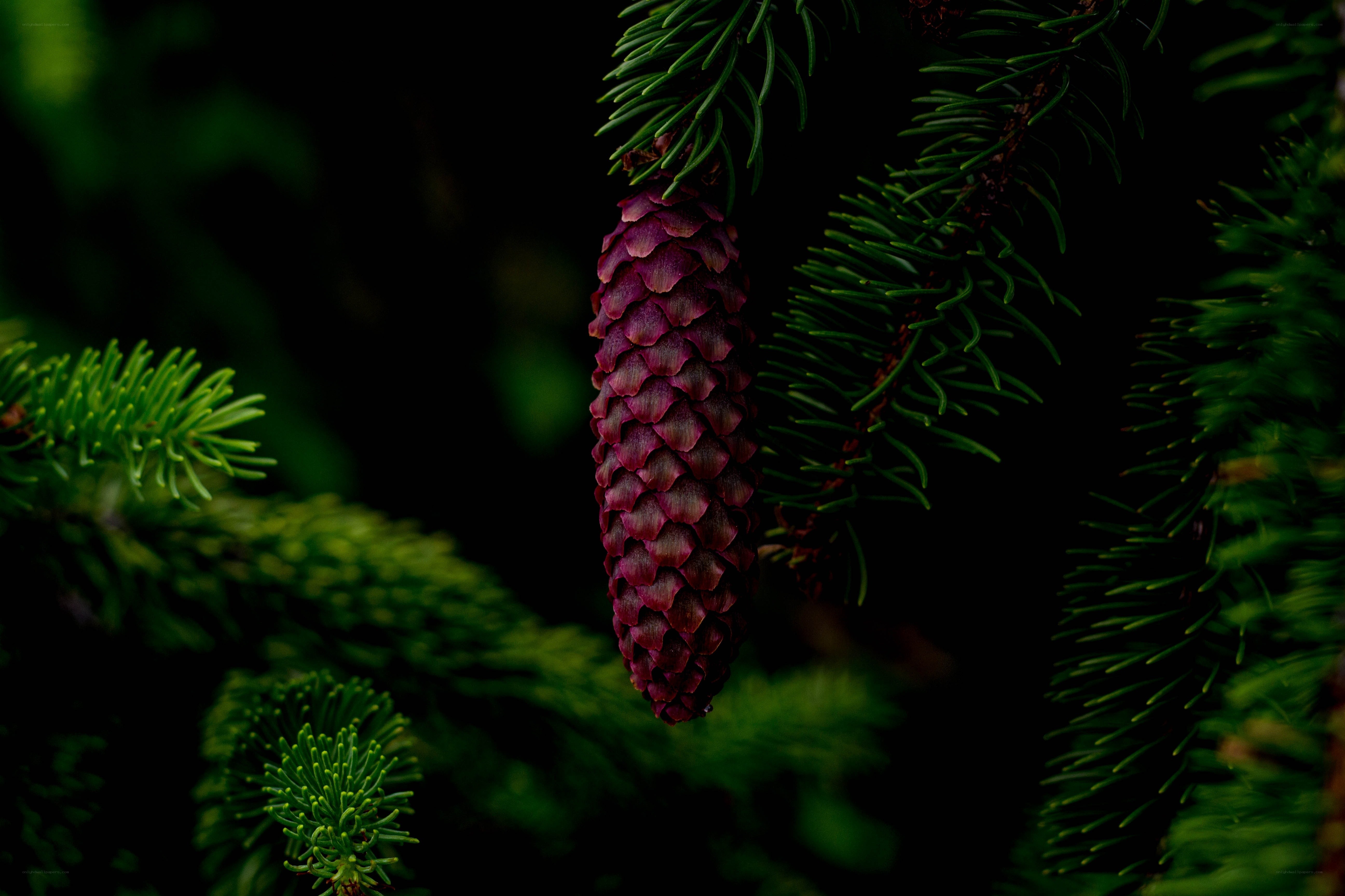Purple pine cone on branch