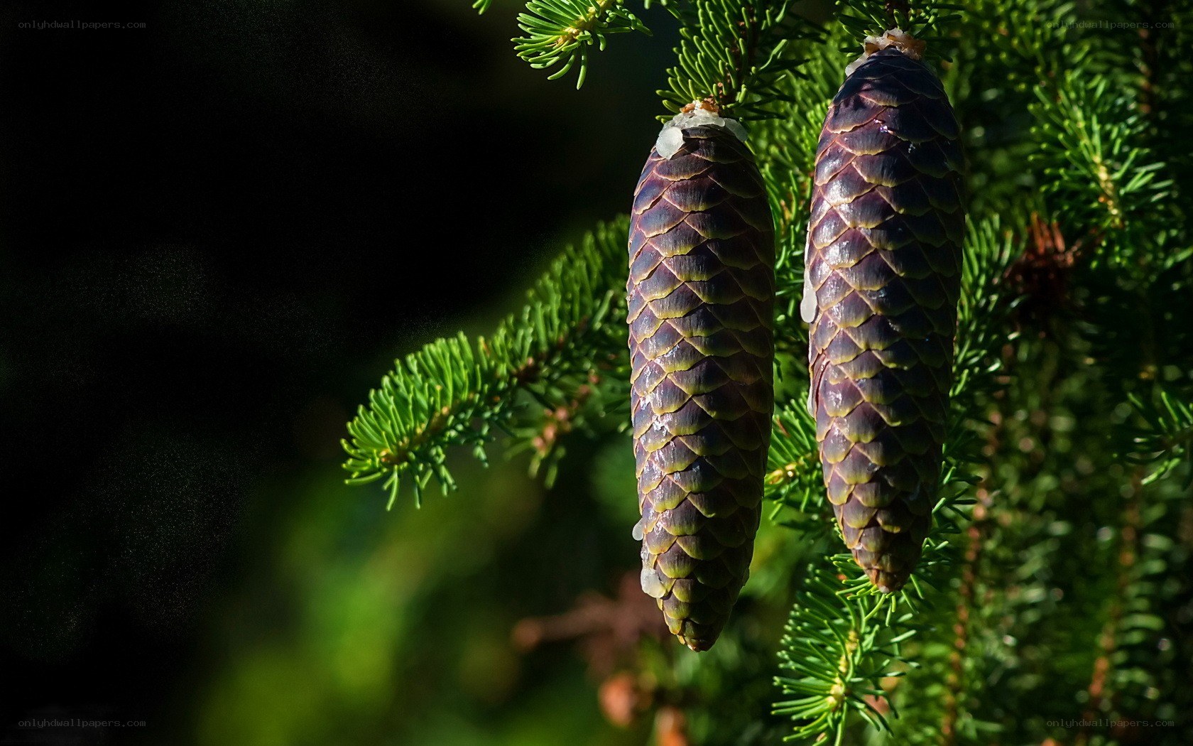 Purple pine cones on a branch