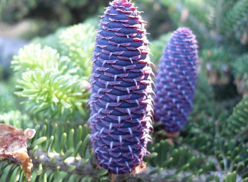 Purple Pine Cones