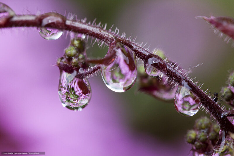 Purple Plant Stem with Water Droplets