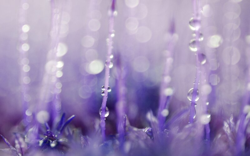Purple Plant with Water Droplets — Serene