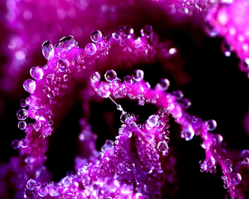 Purple Plant with Water Droplets