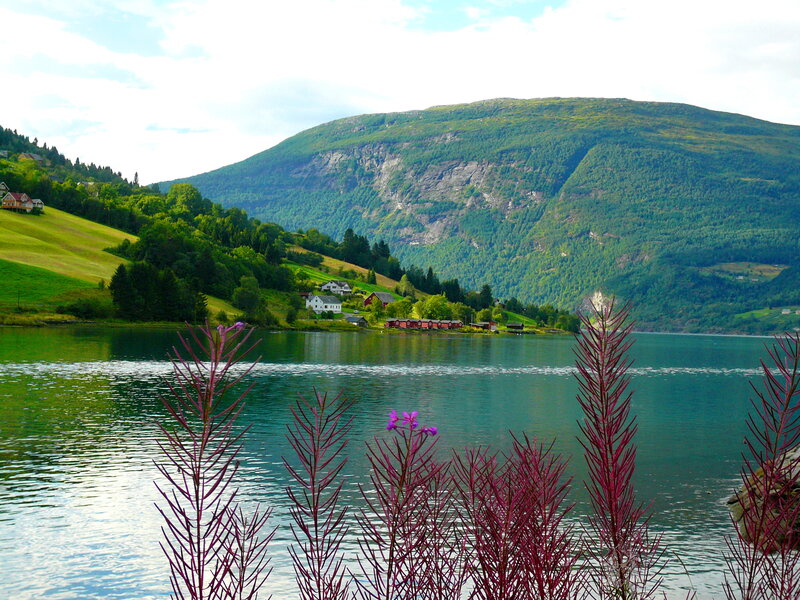 Purple Plants by Lake