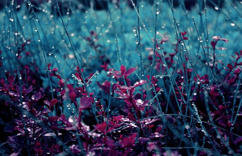 Purple Plants with Dew