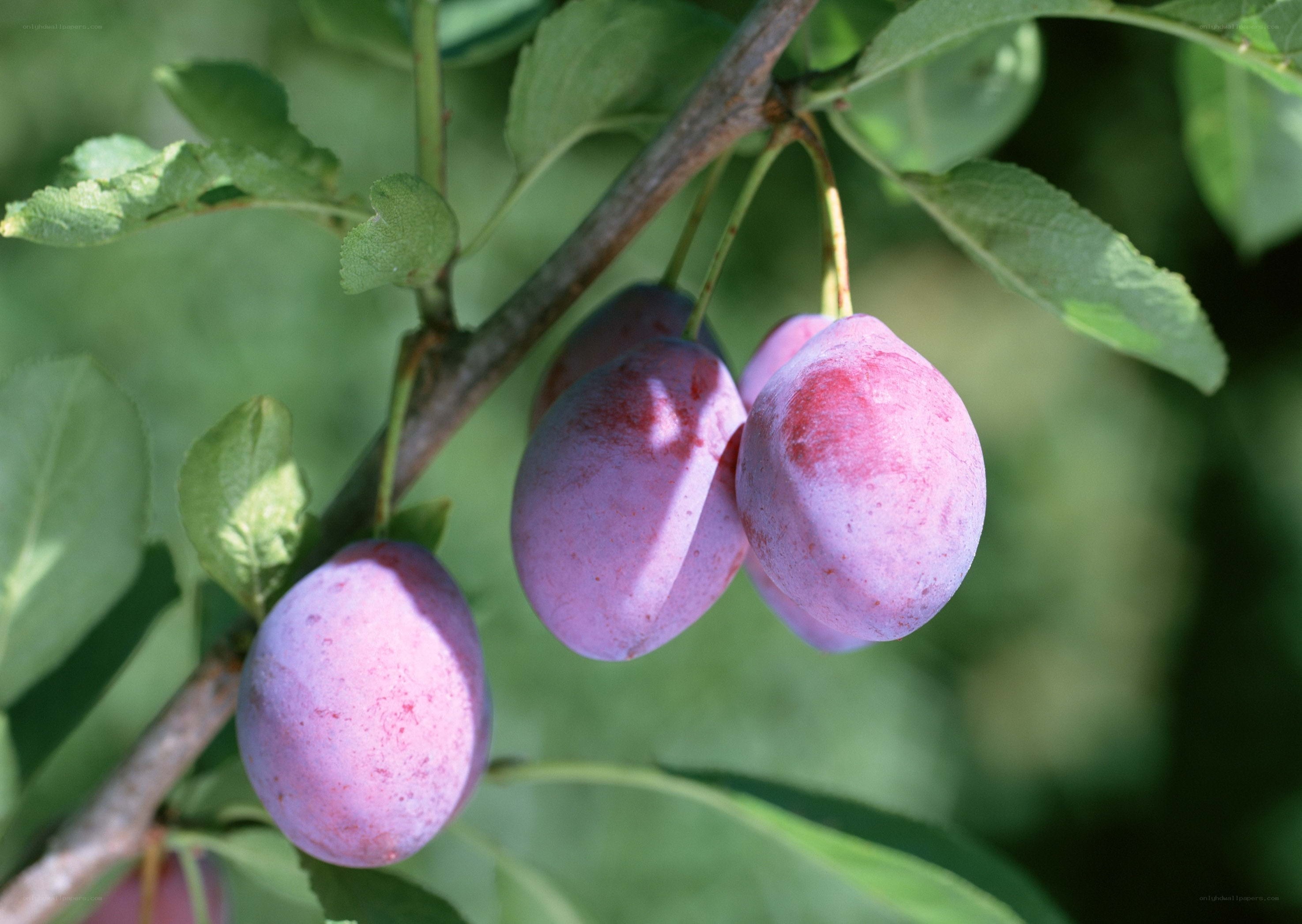 Purple plums on a tree branch