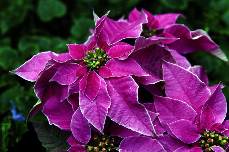 Purple Poinsettia Flower