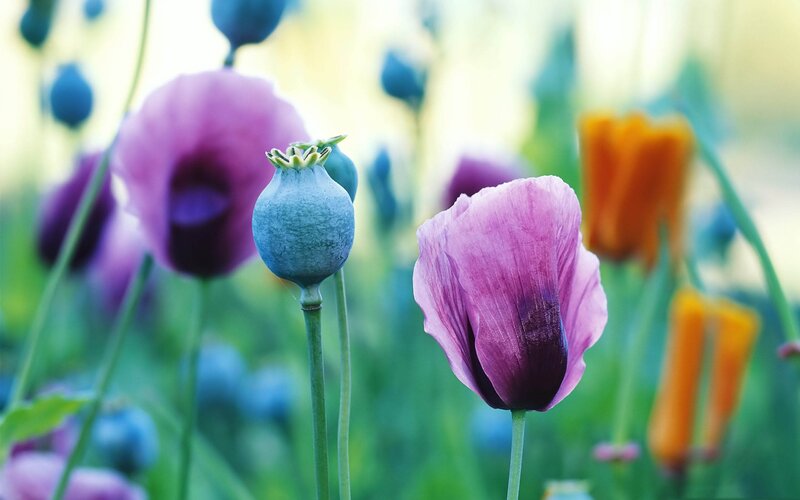 Purple poppies in a field