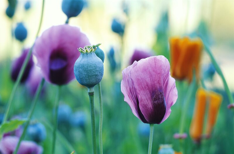 Purple poppies in a field