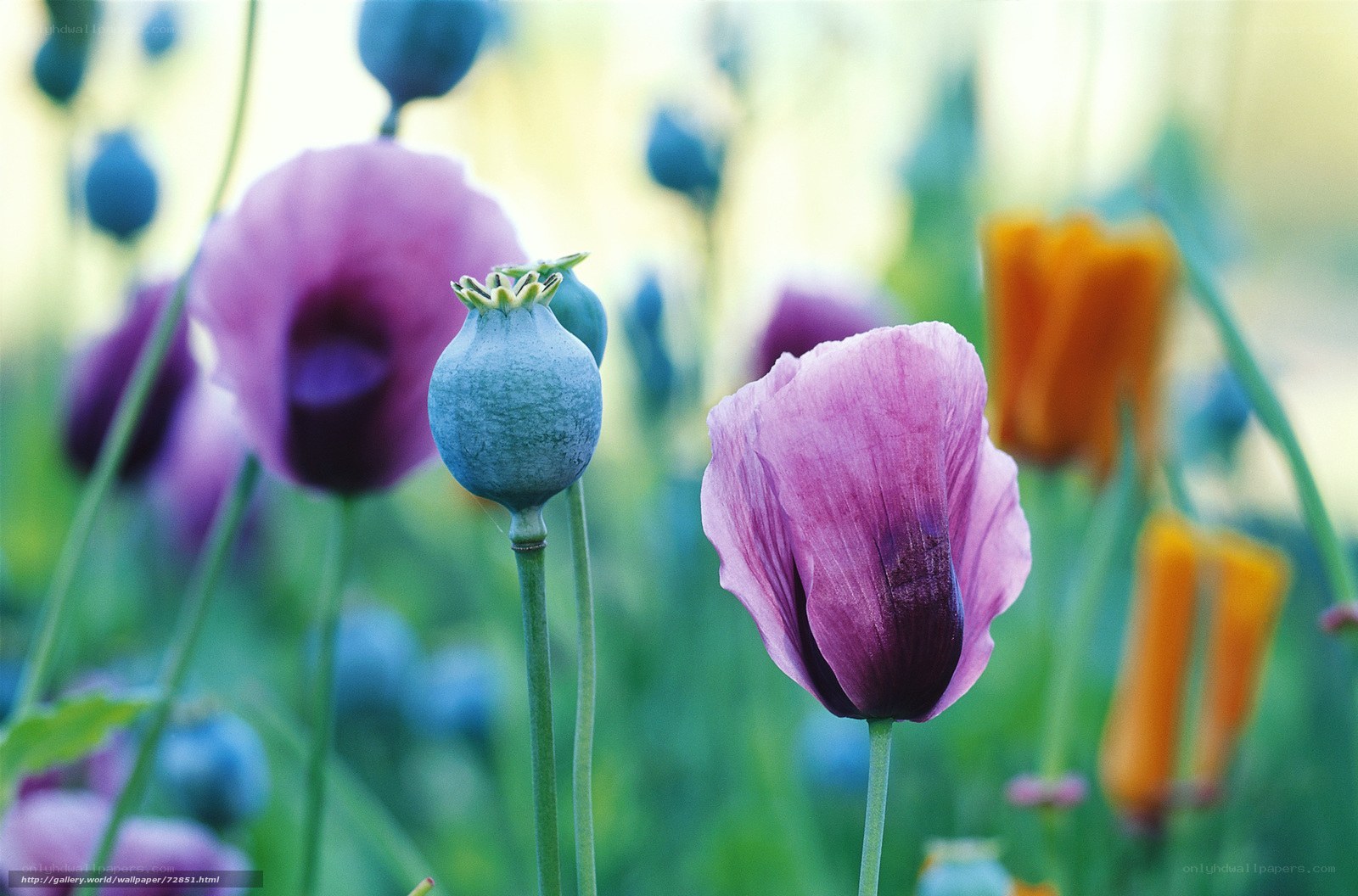 Purple poppies in a field