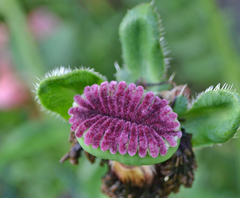 Purple Poppy Bud