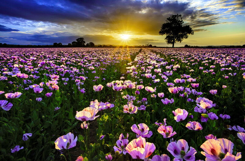 Purple Poppy Field