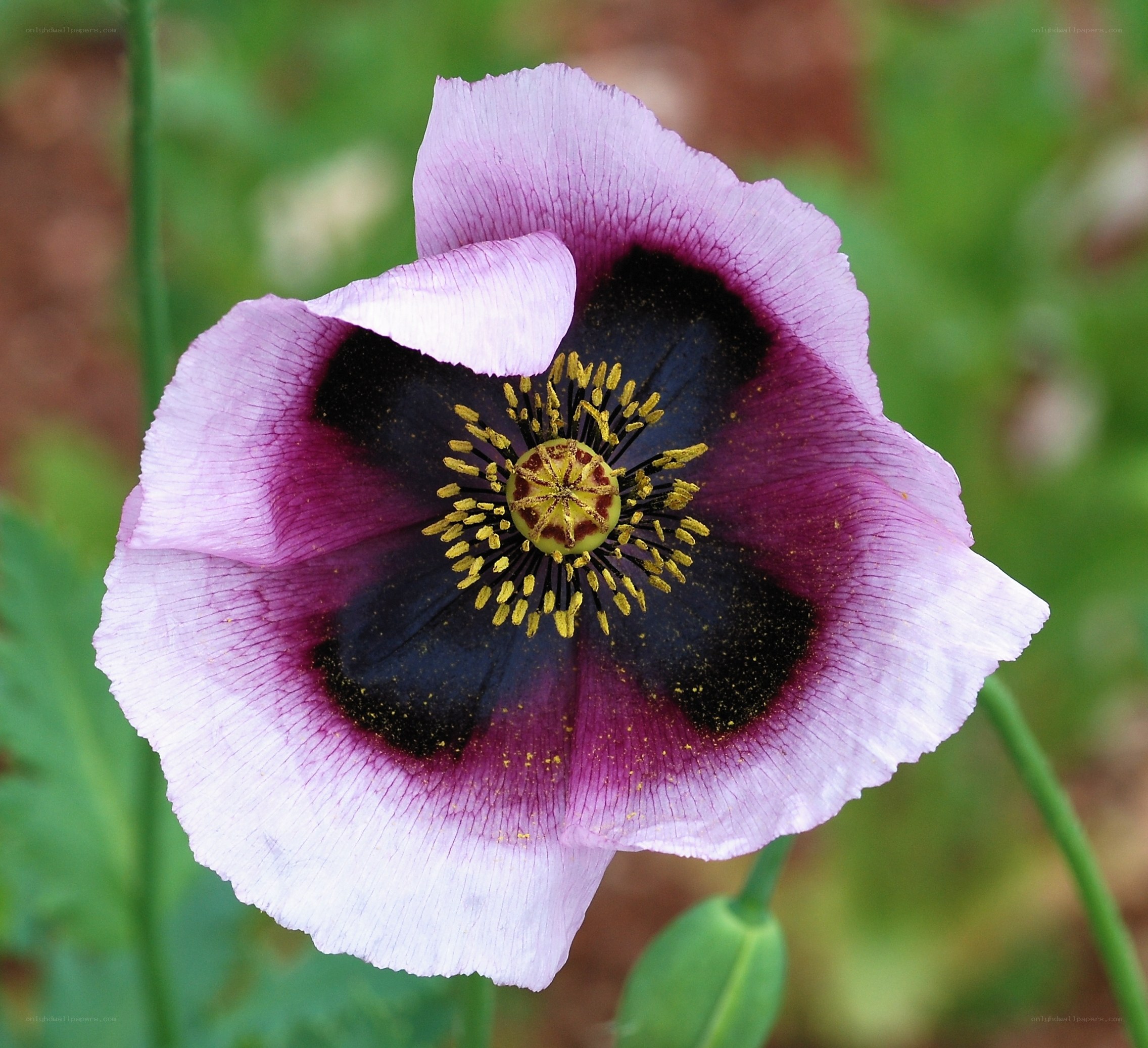 purple poppy flower