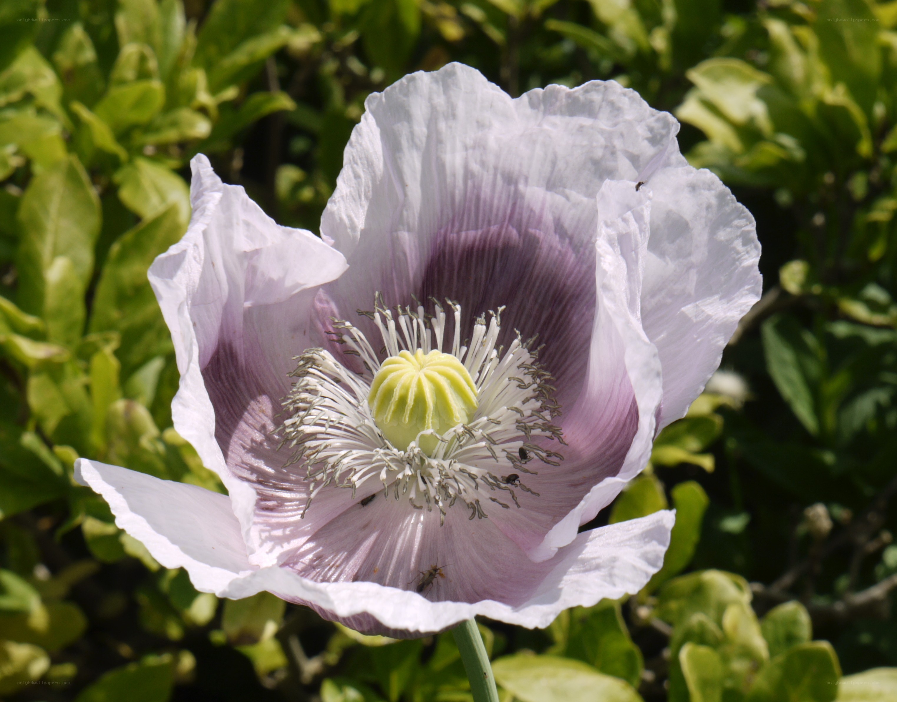 purple poppy flower