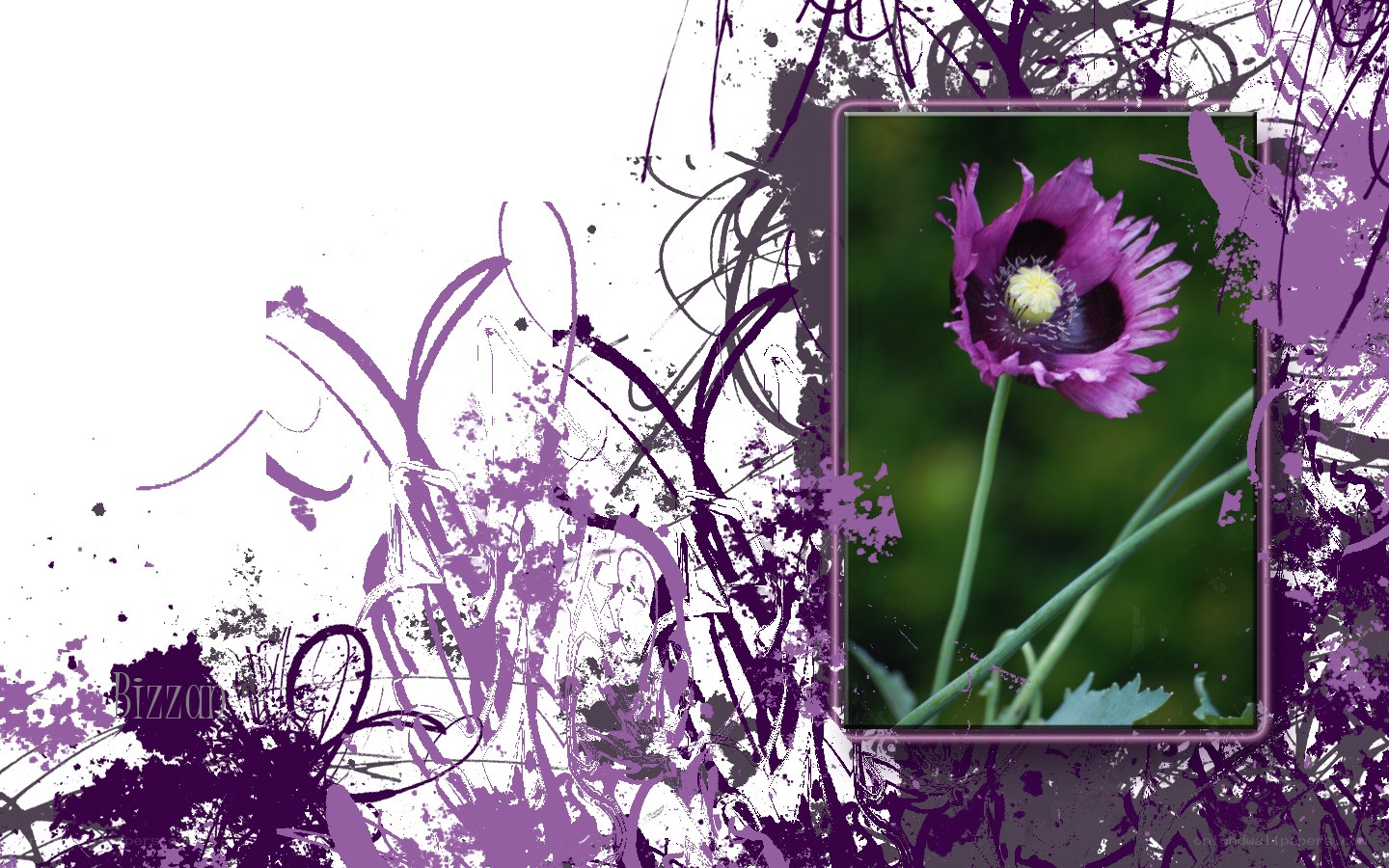 purple poppy flower art