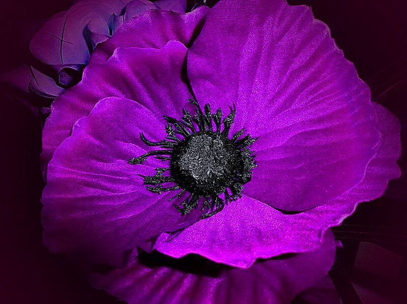 Purple Poppy Flower — Dramatic