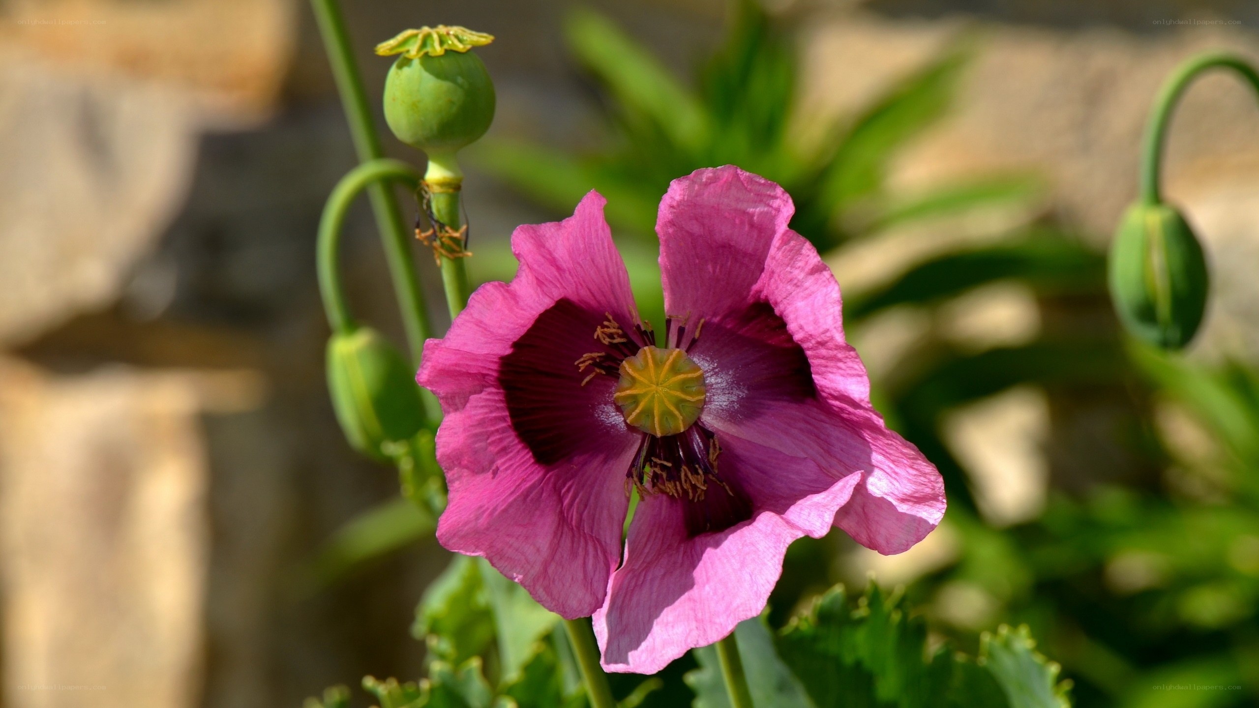 Purple poppy flower in bloom