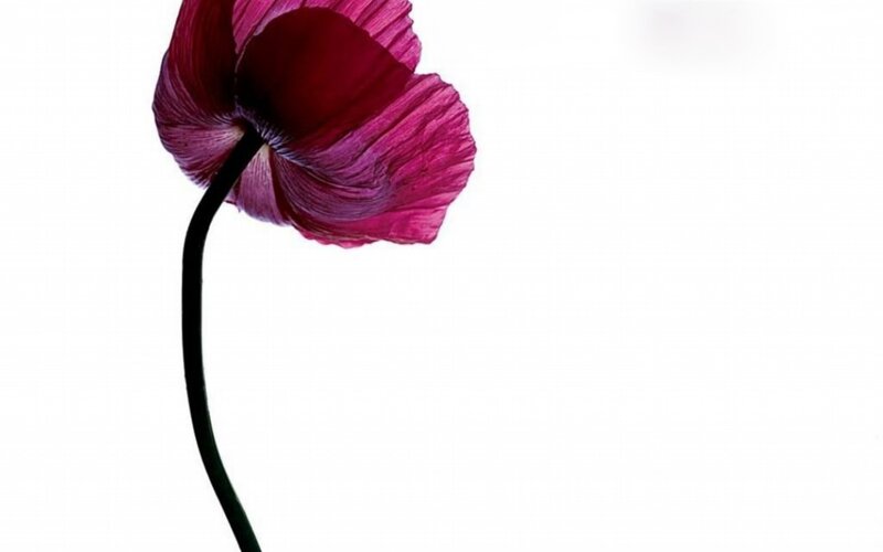 Purple Poppy Flower — Minimalist