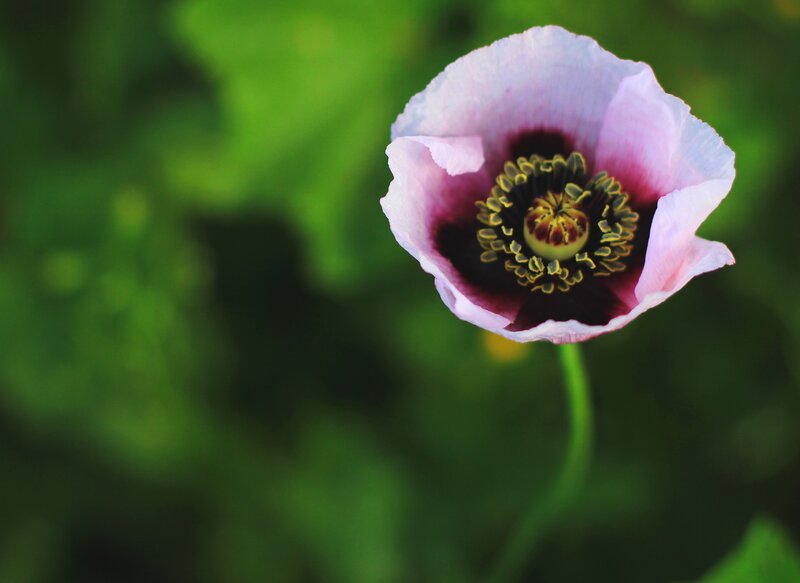 Purple Poppy Flower — Pink, Serene, Photograph