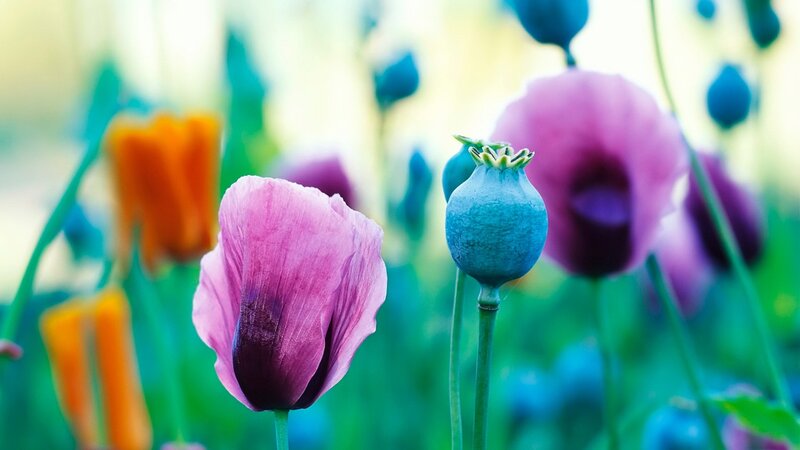 Purple Poppy Flower — Pink, Serene, Spring