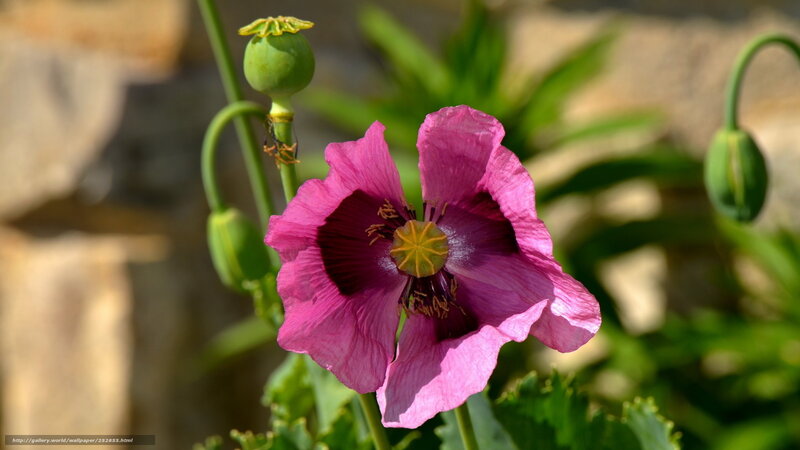 Purple Poppy Flower — Pink, Serene
