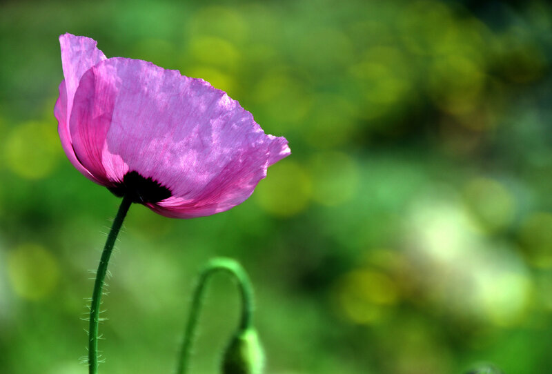 Purple Poppy Flower — Pink
