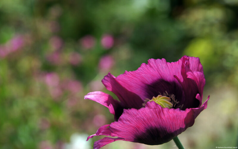 Purple Poppy Flower — Serene, Afternoon, Photograph