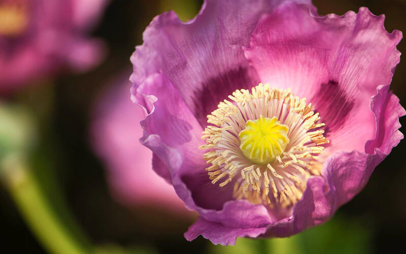 Purple Poppy Flower — Serene, Afternoon