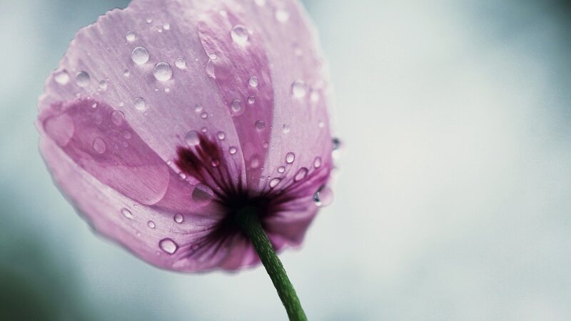 Purple Poppy Flower — Serene