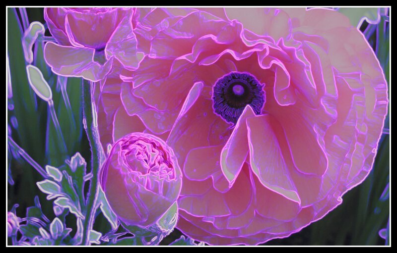 Purple Poppy Flower — Vibrant
