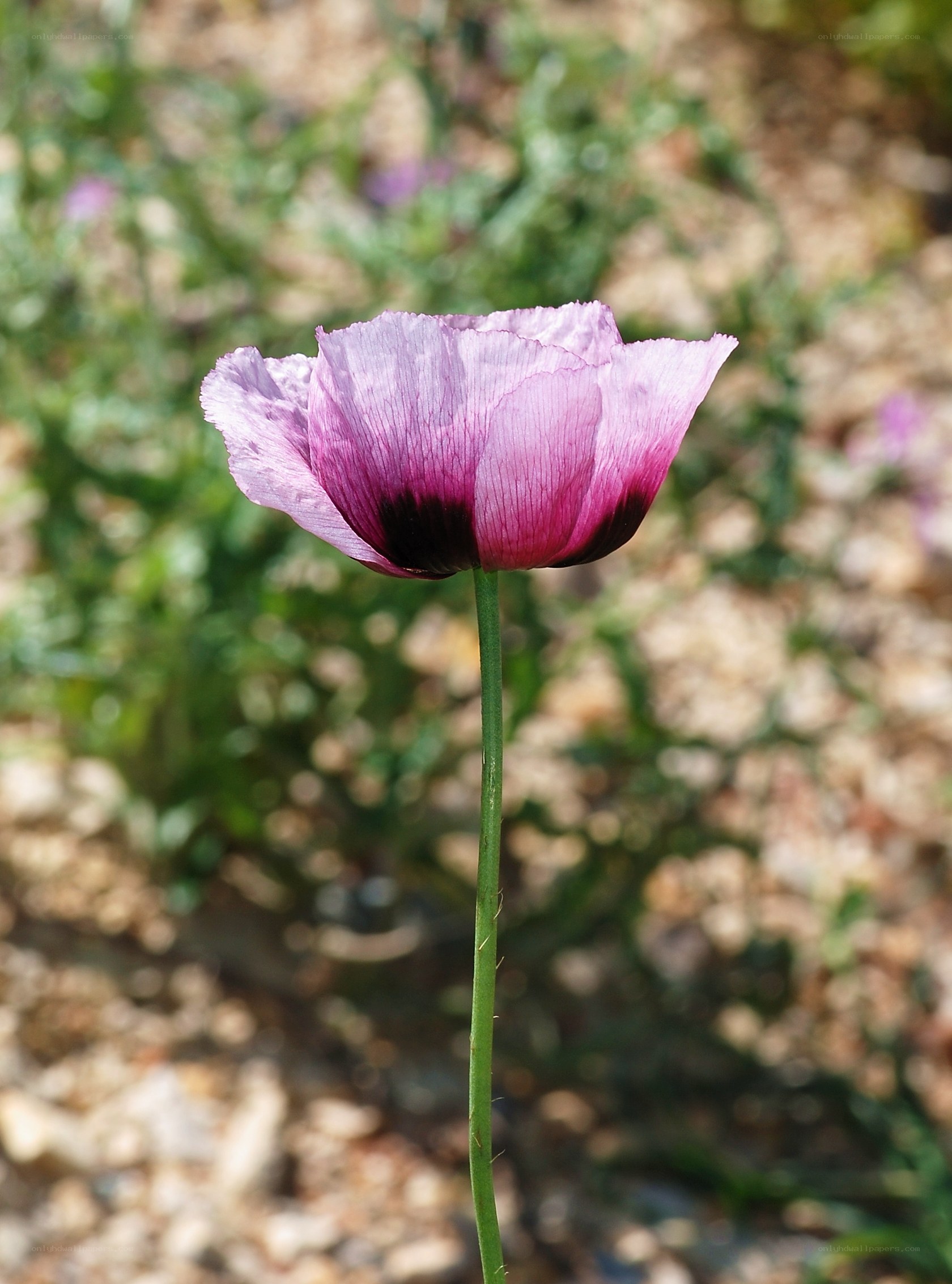 purple poppy flower