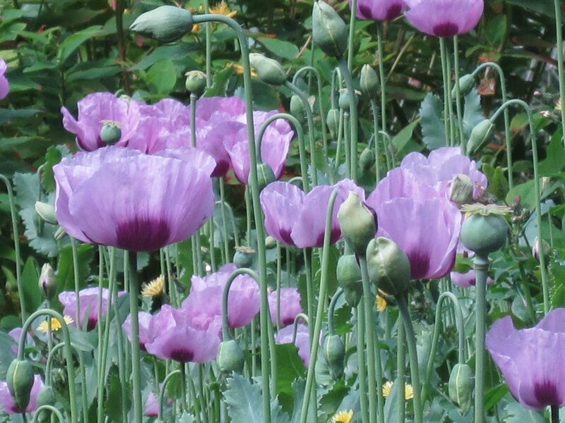 Purple Poppy Flowers — Calm
