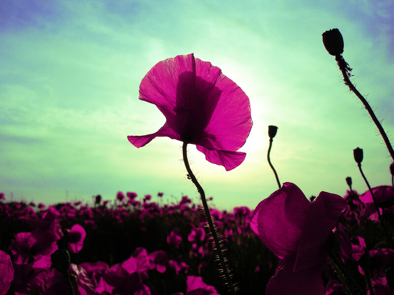 Purple Poppy Flowers — Dramatic, Sunset