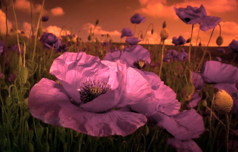 Purple Poppy Flowers — Dramatic