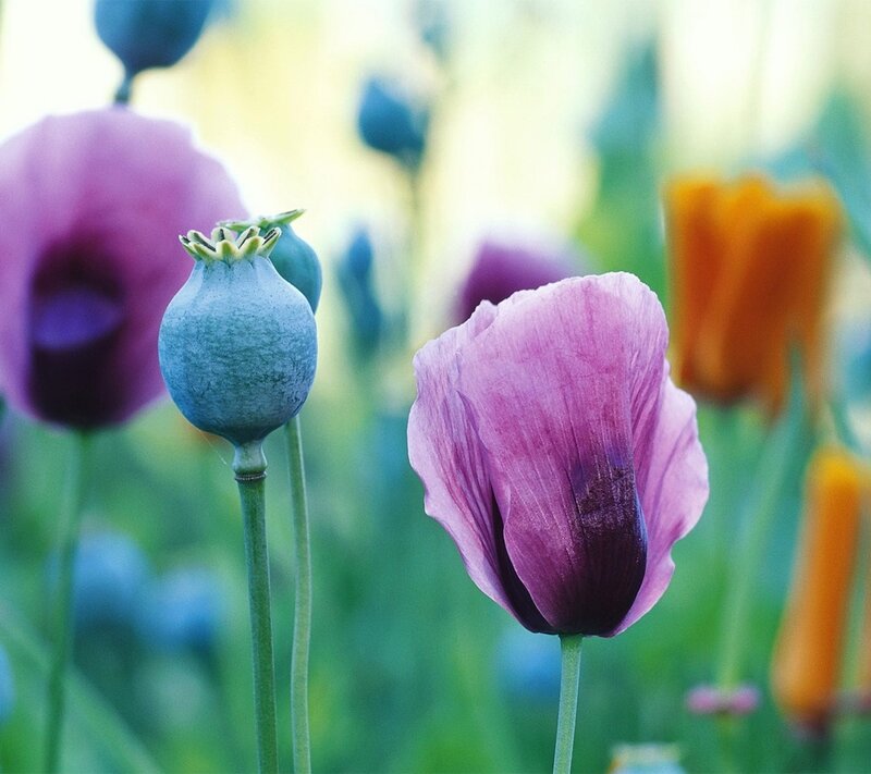 Purple Poppy Flowers — Serene, Afternoon, Photograph