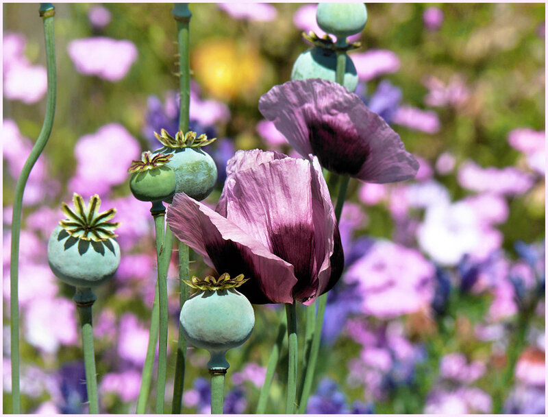 Purple Poppy Flowers — Serene, Afternoon