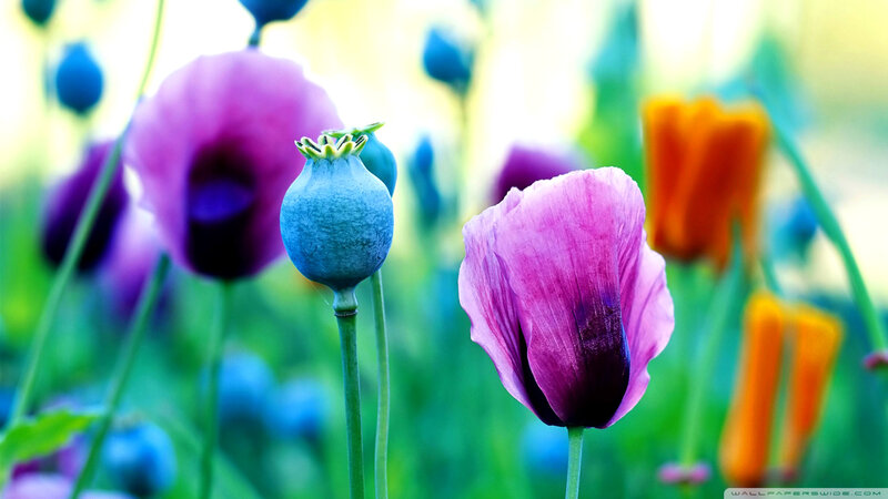 Purple Poppy Flowers — Serene, Spring, Photograph